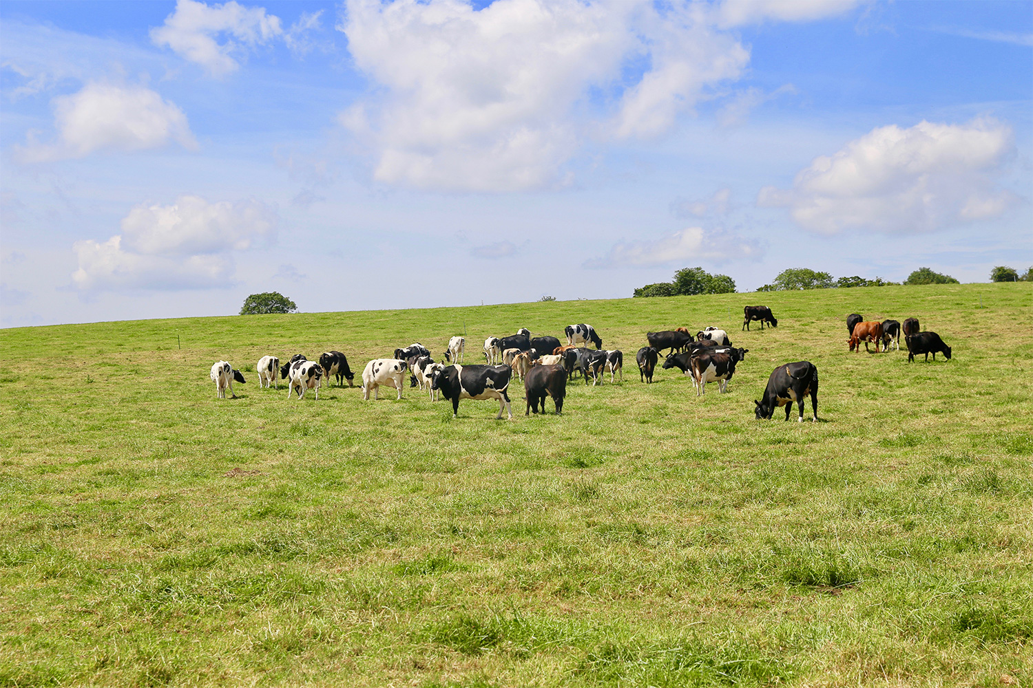 Farmer Richard Meet our farmers Happymeat.uk